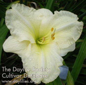 Daylily Kazuq